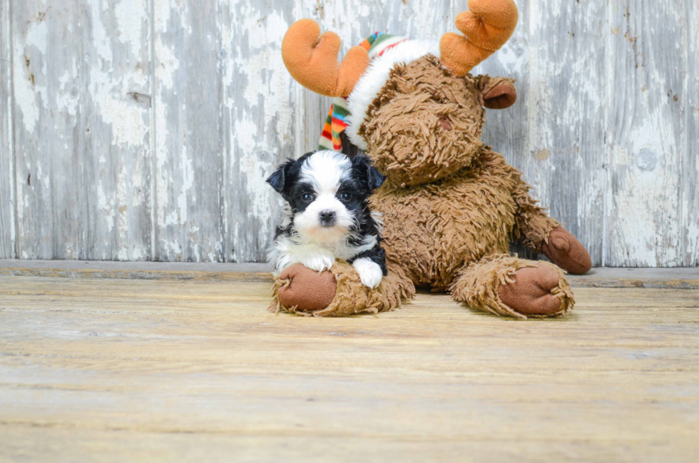 Energetic Yorkie Designer Puppy