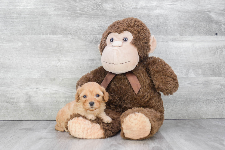 Adorable Cavoodle Poodle Mix Puppy