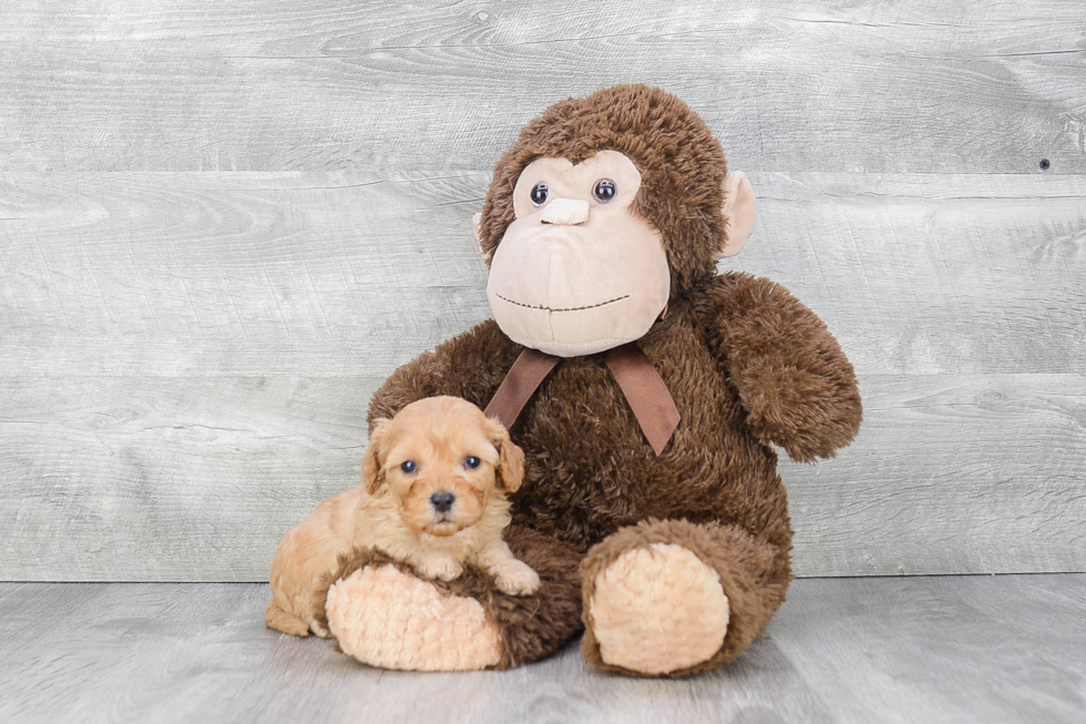 Adorable Cavoodle Poodle Mix Puppy