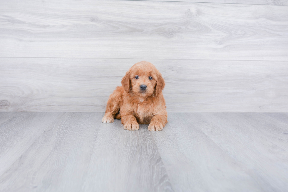 Adorable Golden Retriever Poodle Mix Puppy