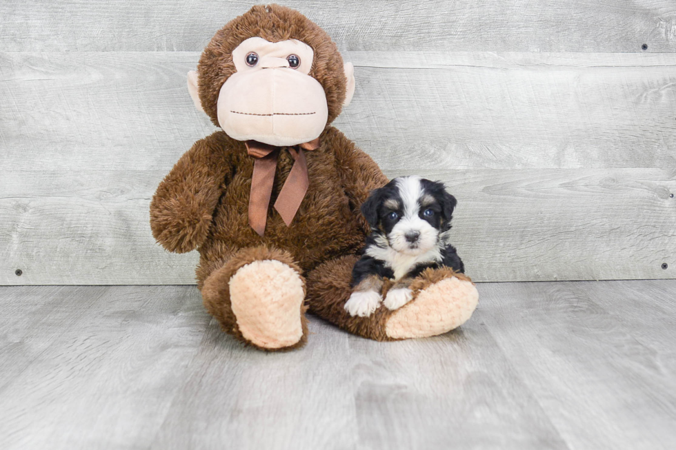 Funny Mini Bernedoodle Poodle Mix Pup