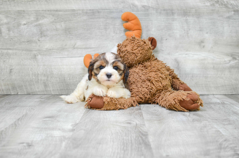 Cavapoo Puppy for Adoption