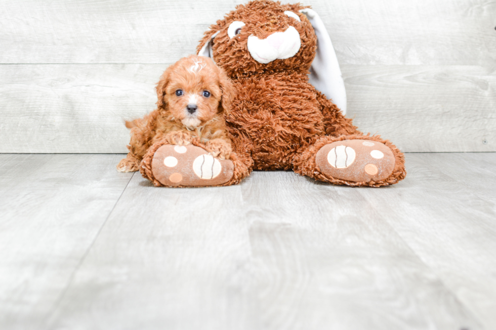 Best Cavapoo Baby