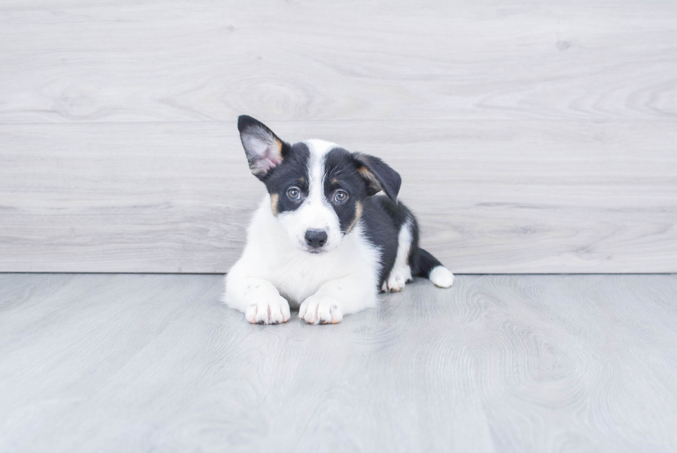 Best Cowboy Corgi Baby