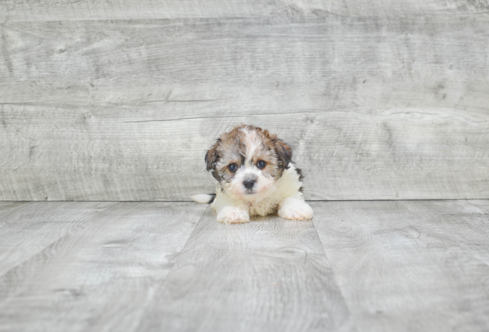 Havanese Pup Being Cute