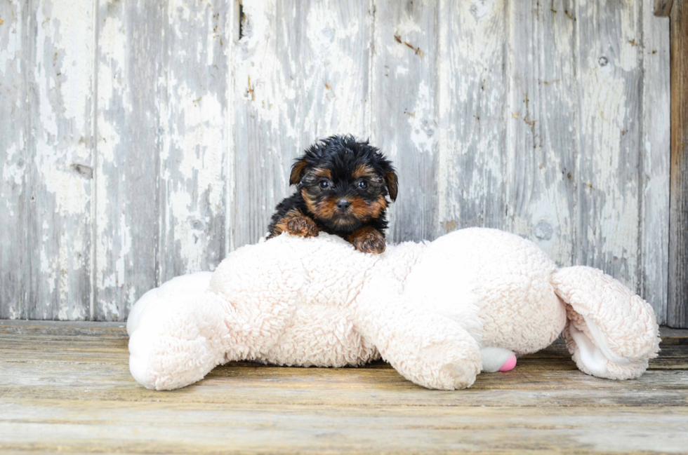 Meet Sebastian - our Yorkshire Terrier Puppy Photo 