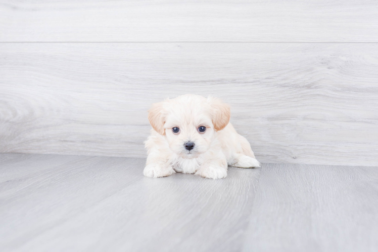 Fluffy Maltipoo Poodle Mix Pup