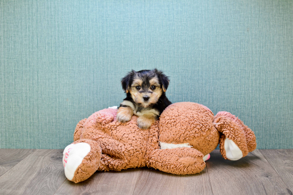 Cute Morkie Baby