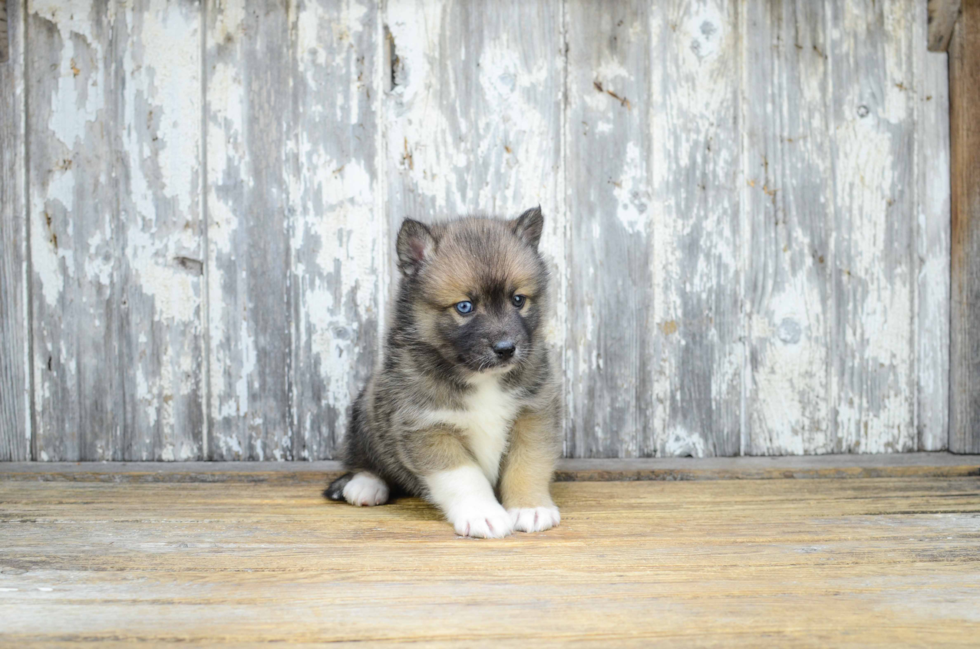 Happy Pomsky Baby