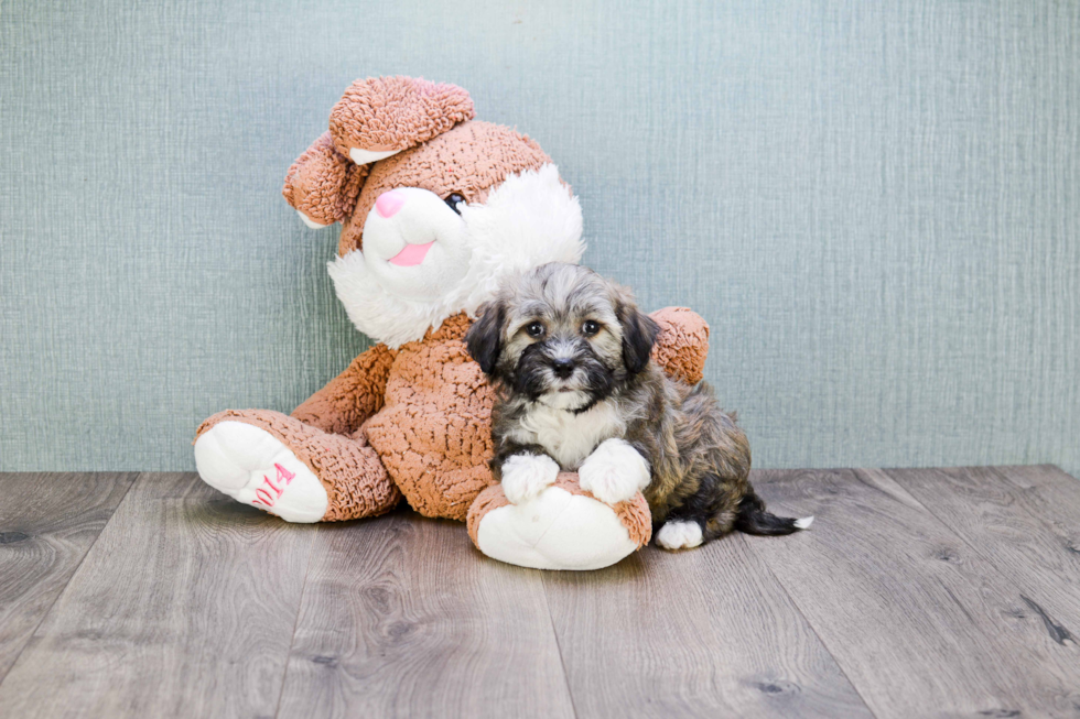 Hypoallergenic Havanese Purebred Pup