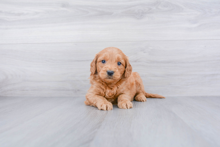 Funny Mini Goldendoodle Poodle Mix Pup