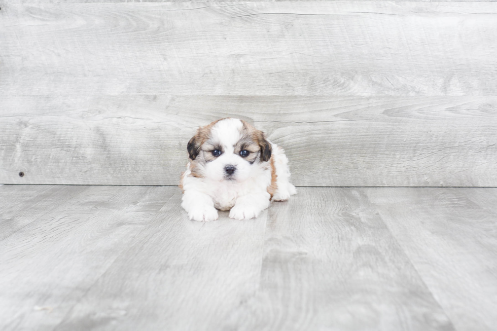 Energetic Shichon Designer Puppy