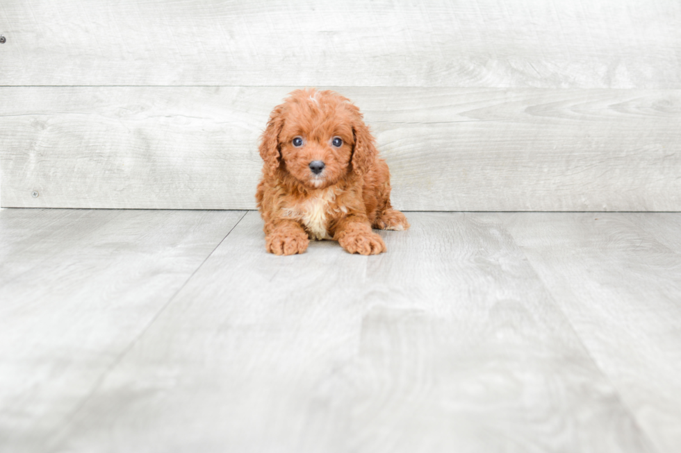 Sweet Cavapoo Baby