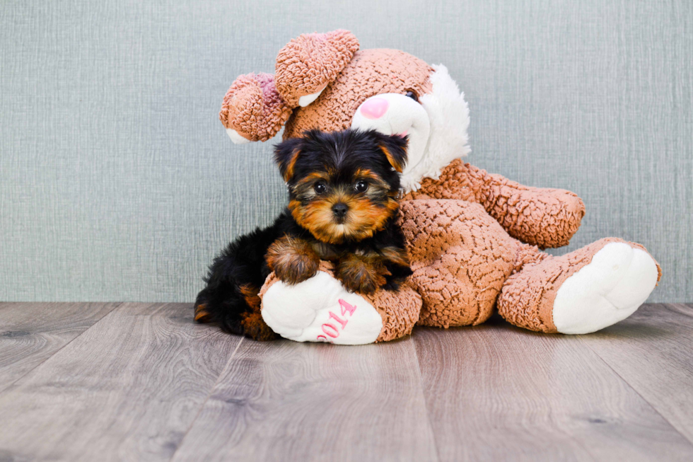 Meet Beckham - our Yorkshire Terrier Puppy Photo 