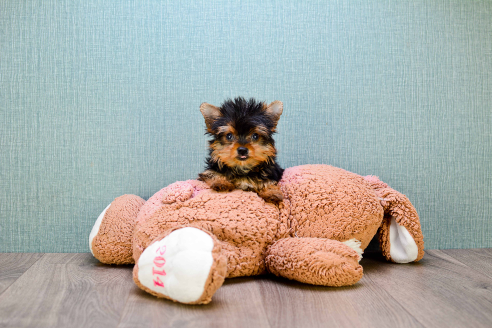 Meet Trigger - our Yorkshire Terrier Puppy Photo 