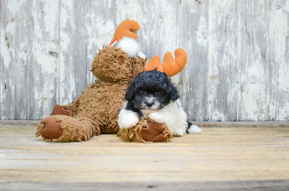 Teddy Bear Pup Being Cute