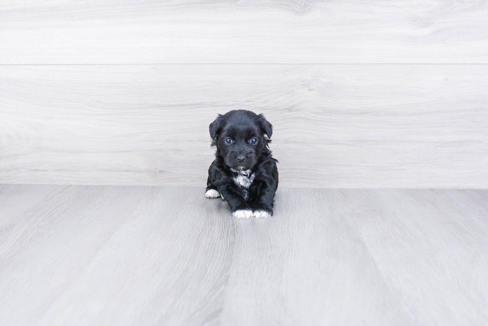 Friendly Yorkie Poo Baby