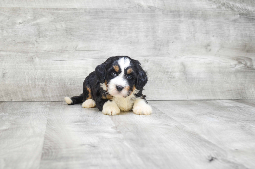 Mini Bernedoodle Pup Being Cute