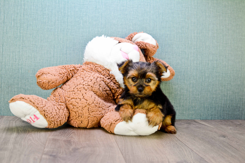 Meet Capone - our Yorkshire Terrier Puppy Photo 