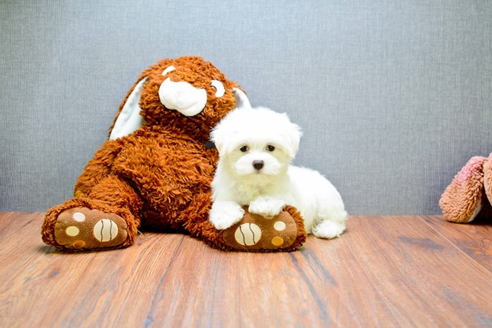 Cute Maltese Purebred Puppy