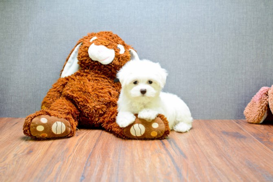 Cute Maltese Purebred Puppy