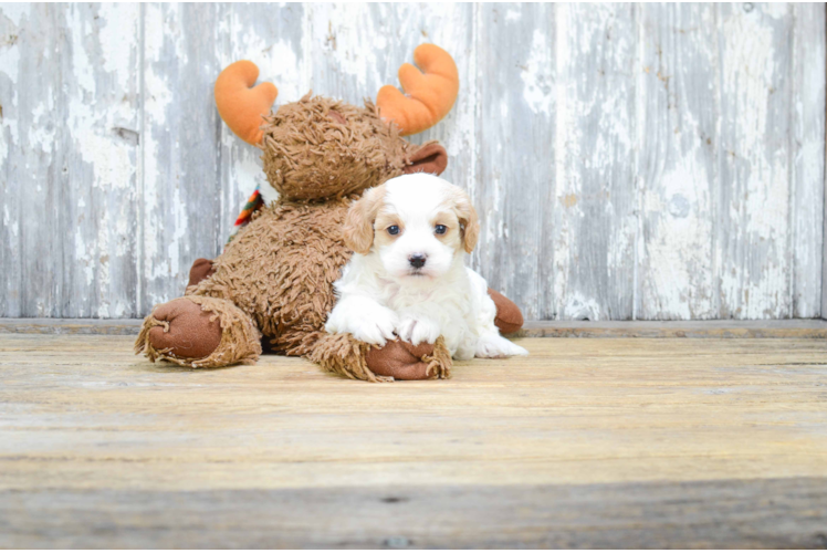 Cavapoo Puppy for Adoption