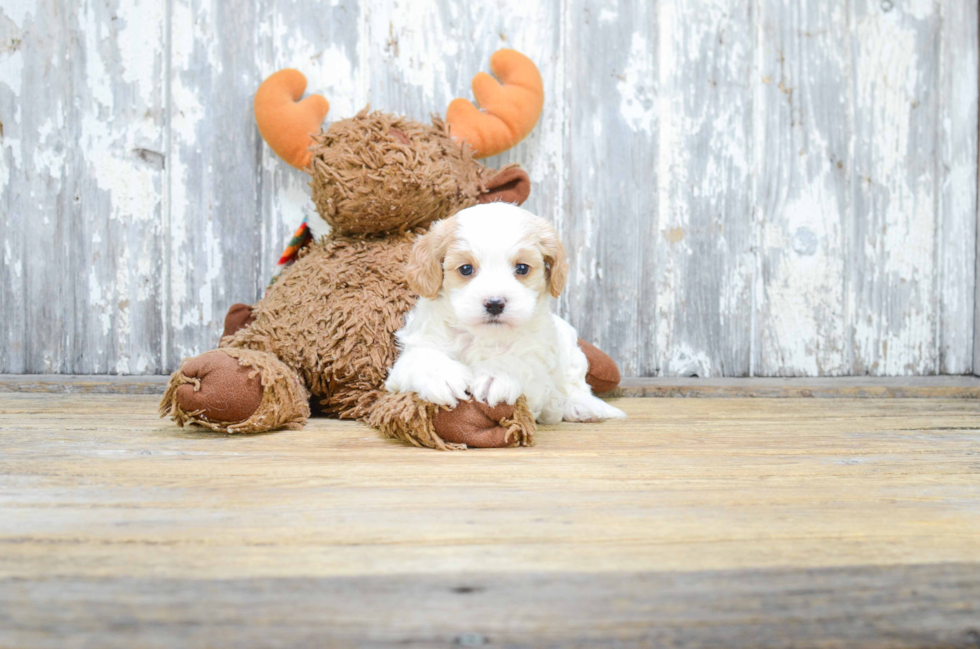 Cavapoo Puppy for Adoption