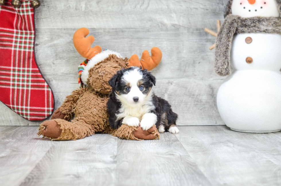 Friendly Mini Aussiedoodle Baby