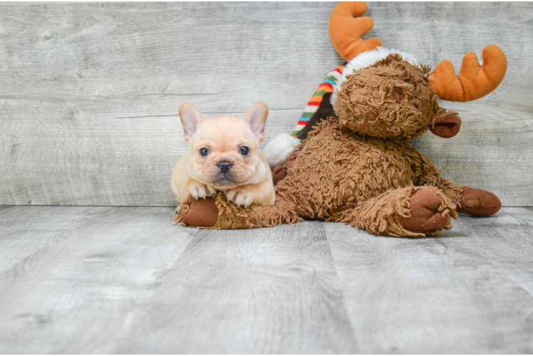 Friendly French Bulldog Baby