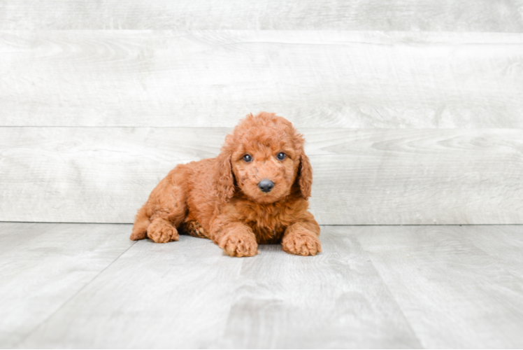 Best Mini Goldendoodle Baby