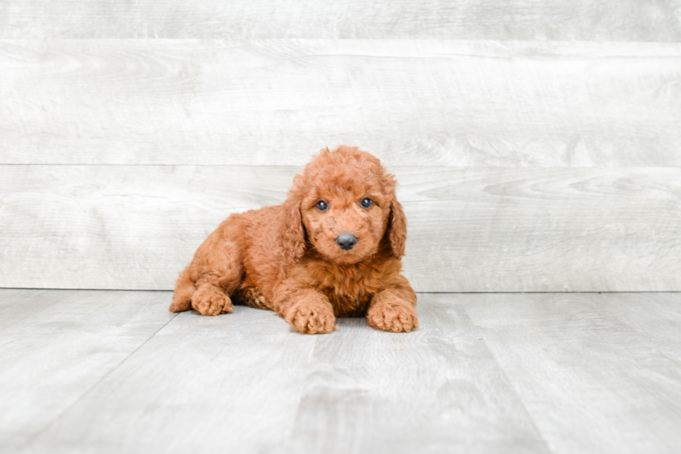 Best Mini Goldendoodle Baby