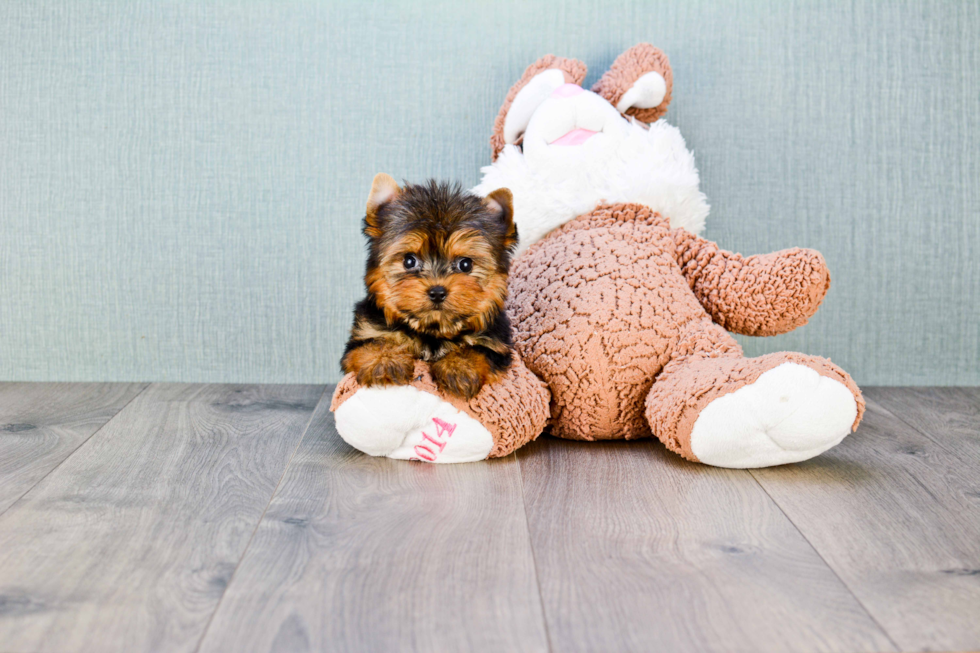 Meet Sebastian - our Yorkshire Terrier Puppy Photo 