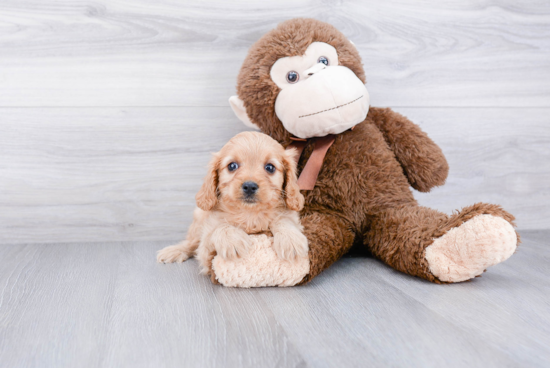 Best Cavapoo Baby