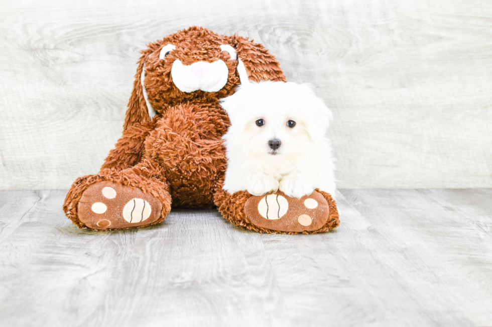 Maltese Puppy for Adoption