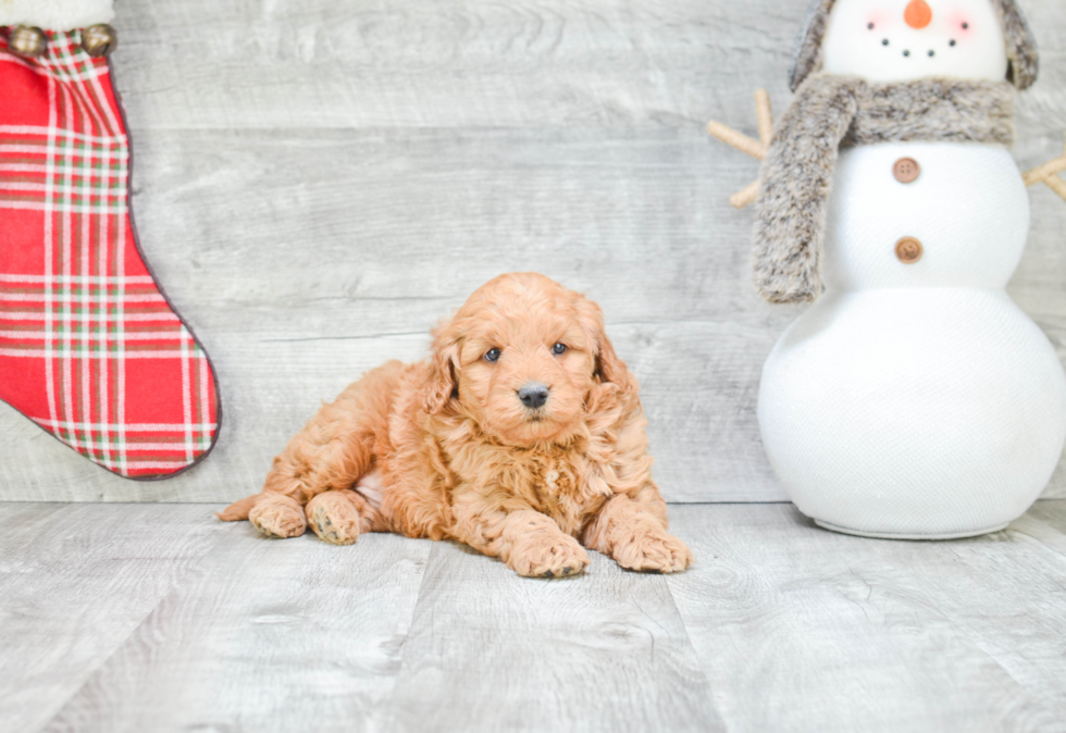 Best Mini Goldendoodle Baby