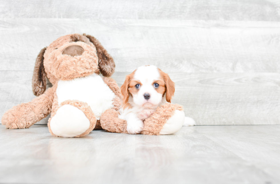 Cute Cavalier King Charles Spaniel Purebred Puppy