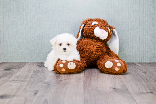 Popular Maltese Purebred Pup