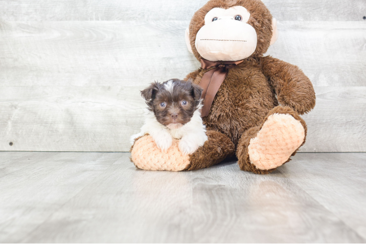 Best Havanese Baby
