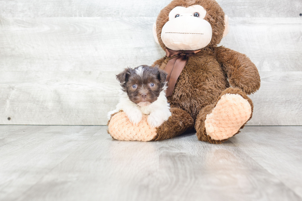 Best Havanese Baby