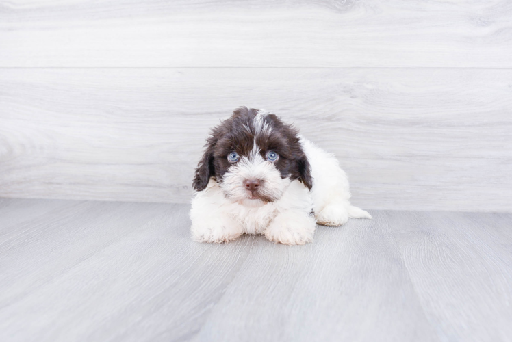 Best Havanese Baby