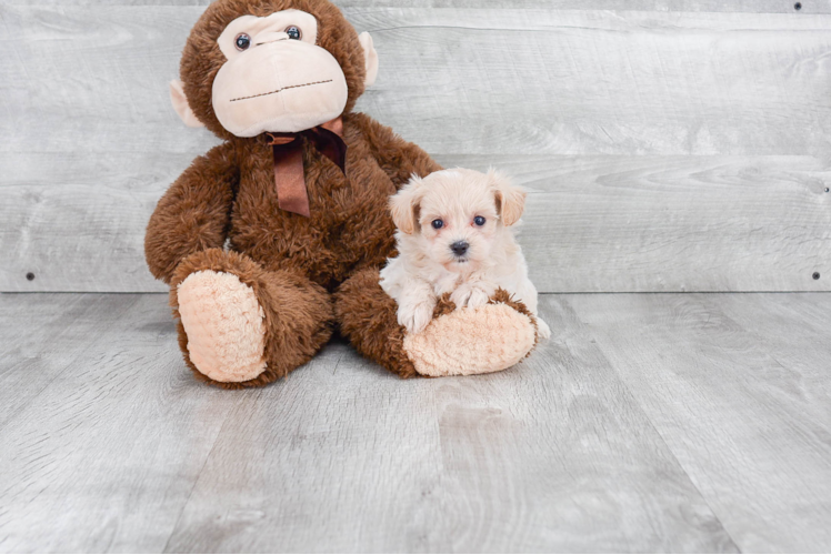 Best Maltipoo Baby