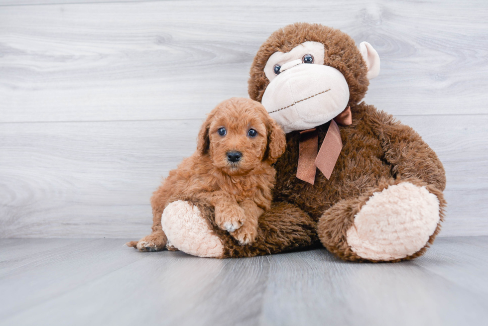 Best Mini Goldendoodle Baby