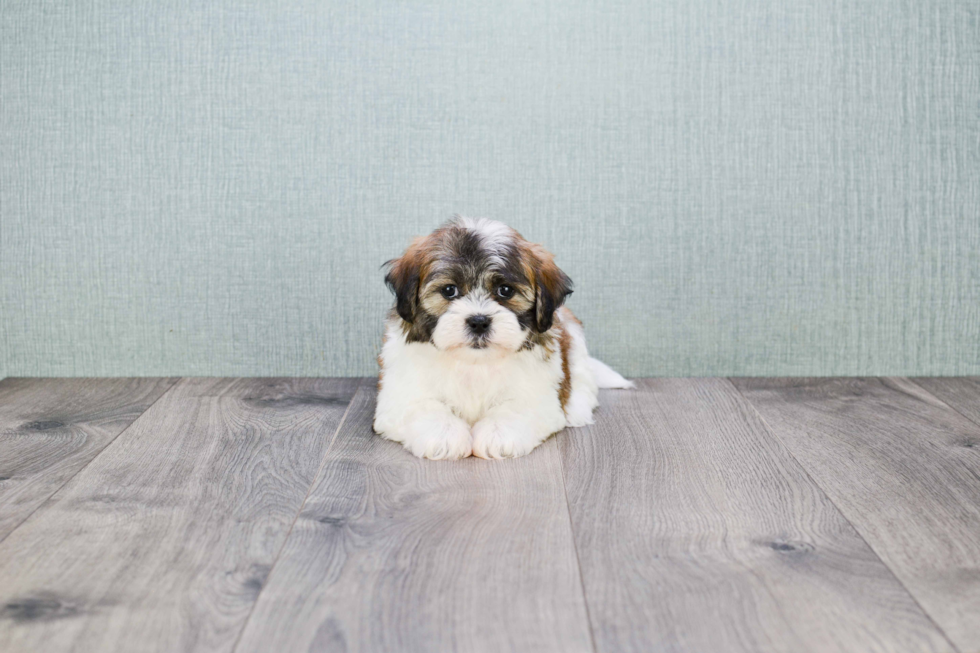 Teddy Bear Pup Being Cute