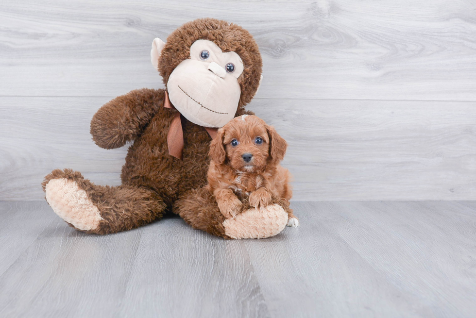 Cavapoo Puppy for Adoption