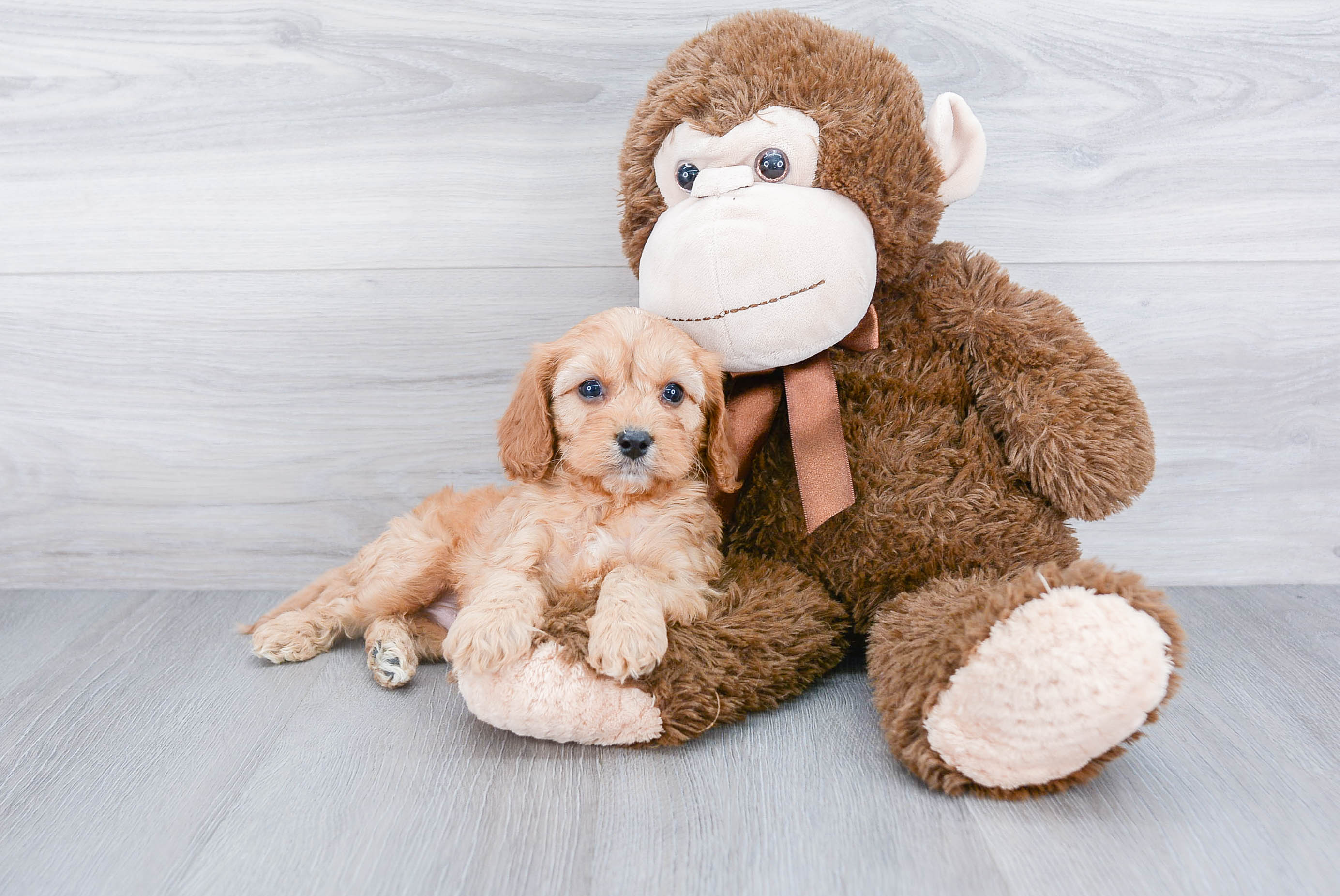 Cavapoo Pup Being Cute