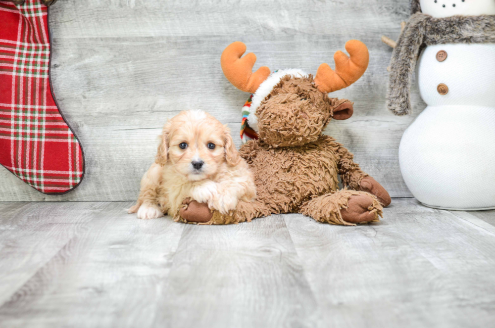 Cavachon Puppy for Adoption