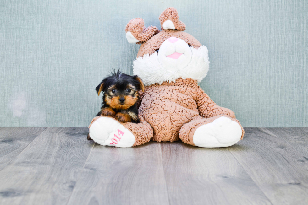 Meet Nugget - our Yorkshire Terrier Puppy Photo 