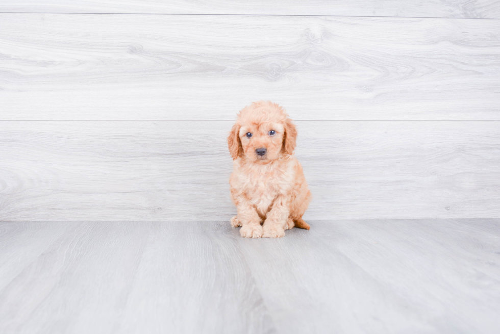 Happy Mini Goldendoodle Baby