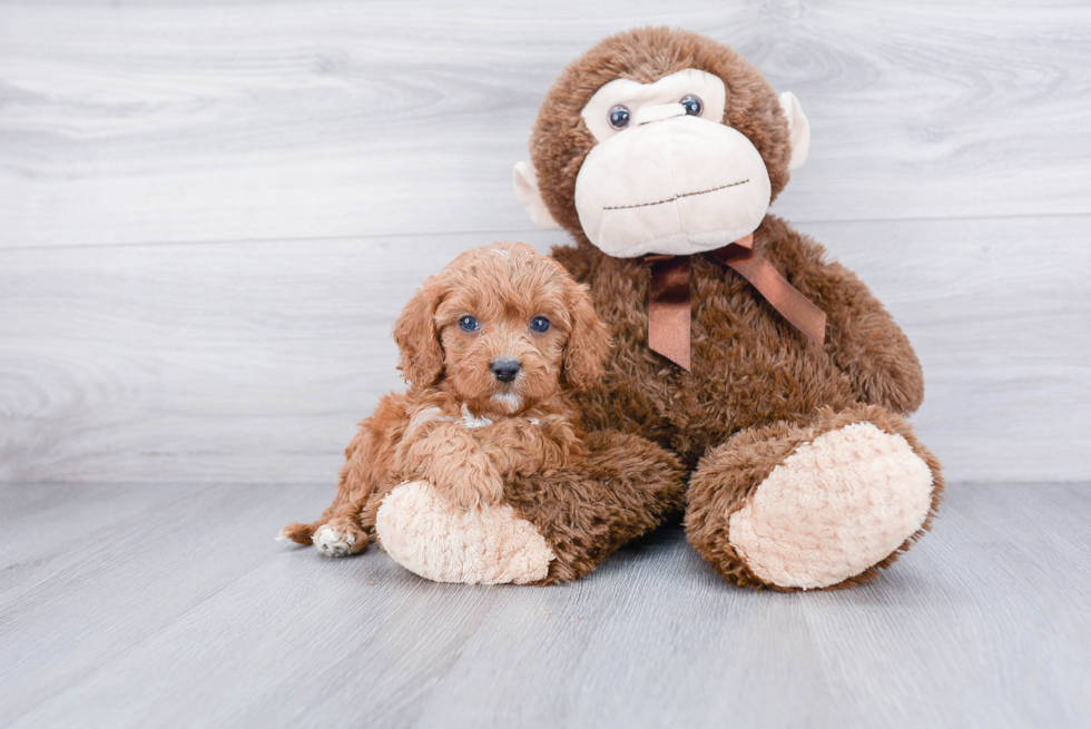 Cavapoo Pup Being Cute