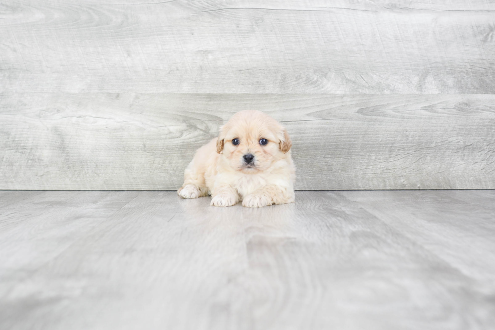 Happy Cavachon Baby